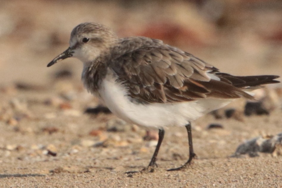 Red-necked Stint - Bradley Hacker 🦜