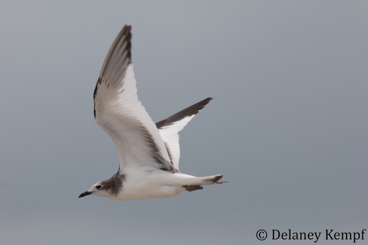 Sabine's Gull - Delaney Kempf