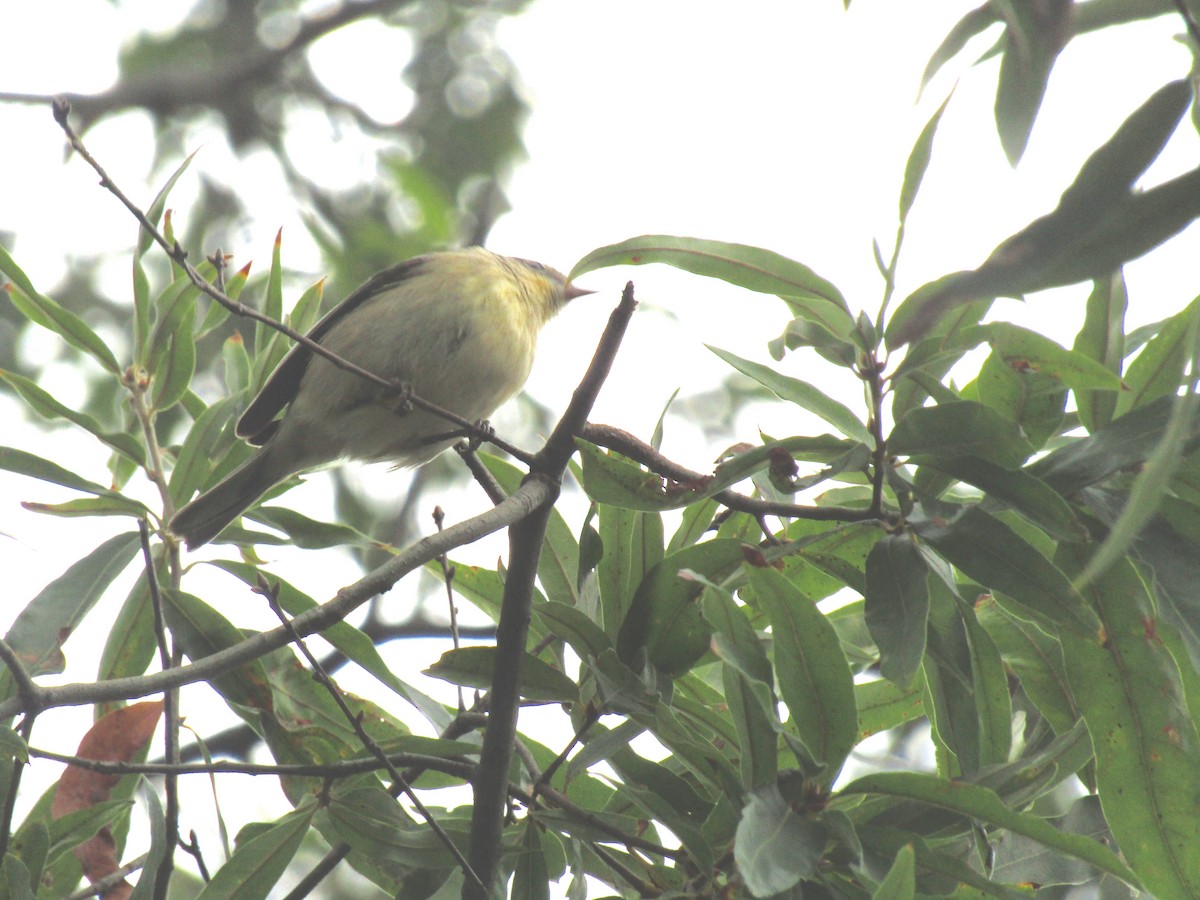 Pine Warbler - ML179694781