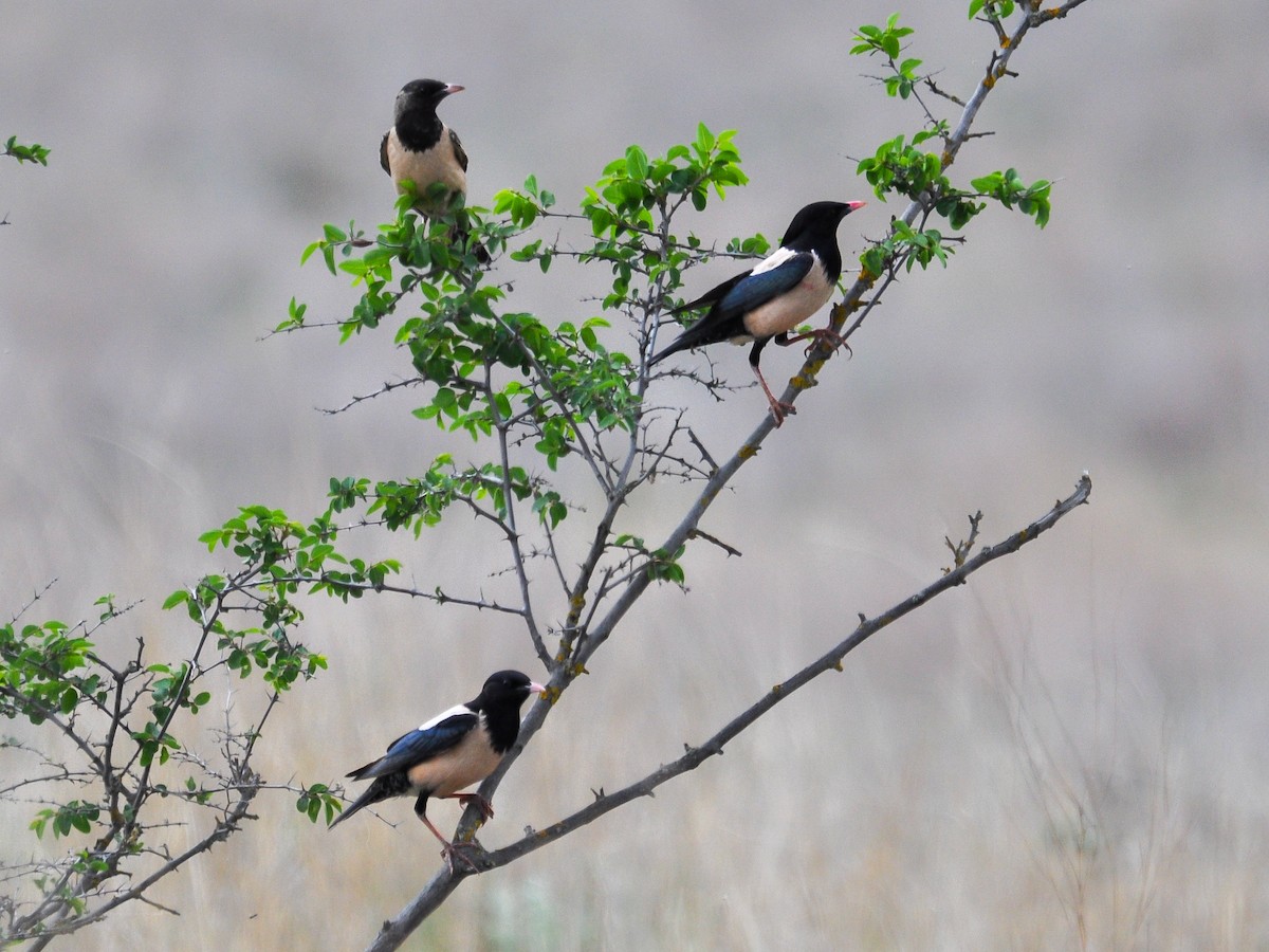 Rosy Starling - Jean-Louis  Carlo