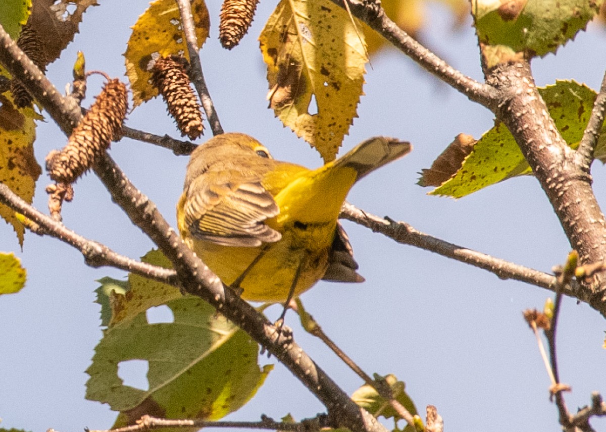 Palm Warbler - ML179696931