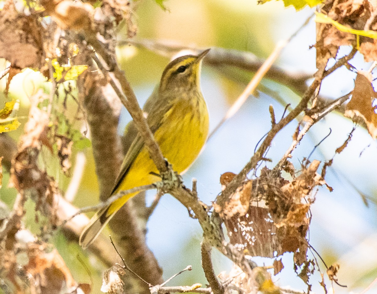 Palm Warbler - ML179697051