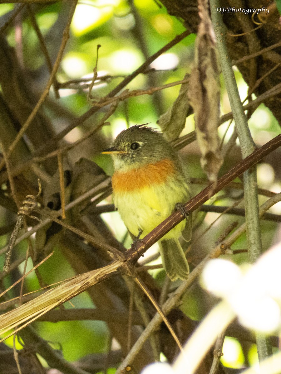 Belted Flycatcher - ML179697071