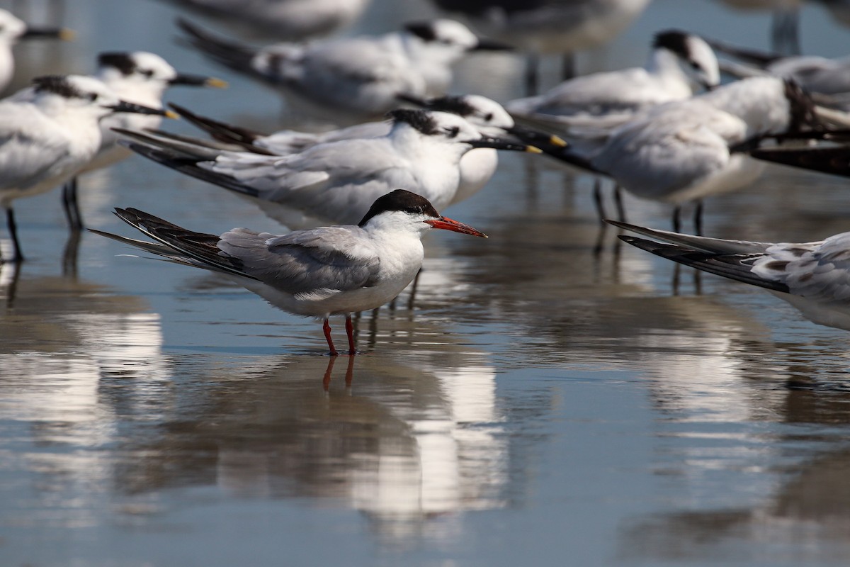 Common Tern - ML179697191