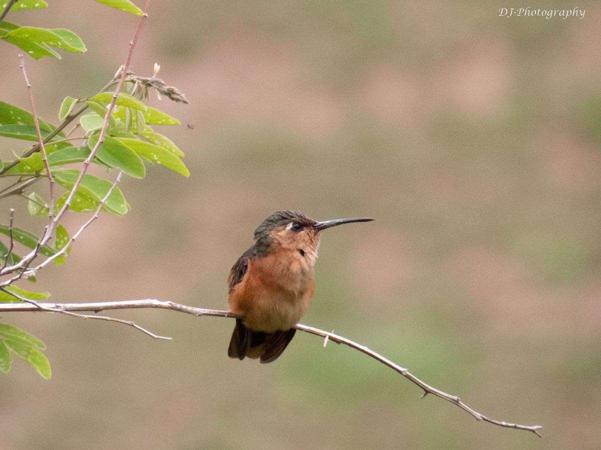 Rufous Sabrewing - ML179697651