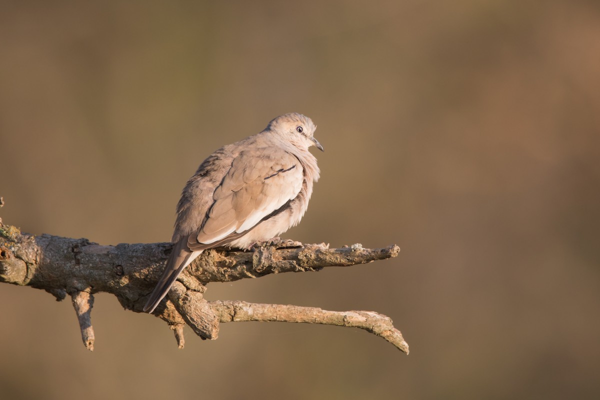 Picui Ground Dove - ML179697931