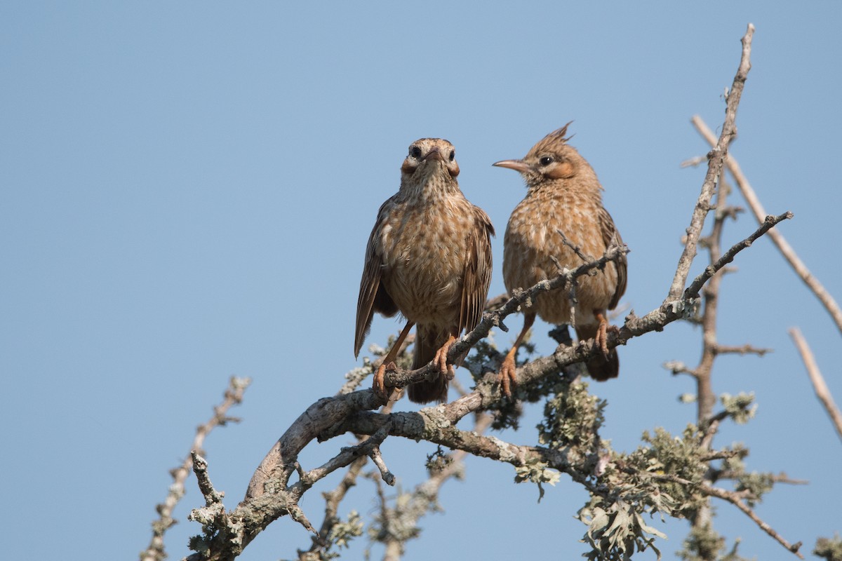 Lark-like Brushrunner - ML179698331