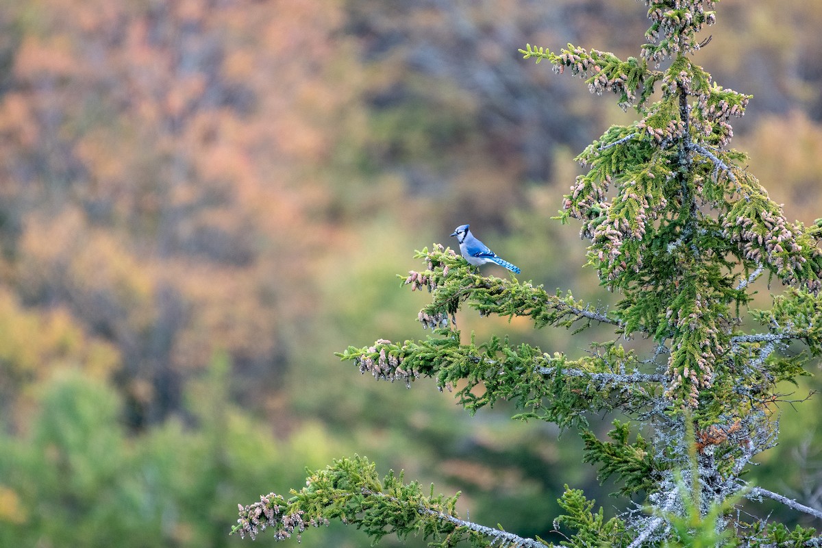 Blue Jay - Richard Littauer