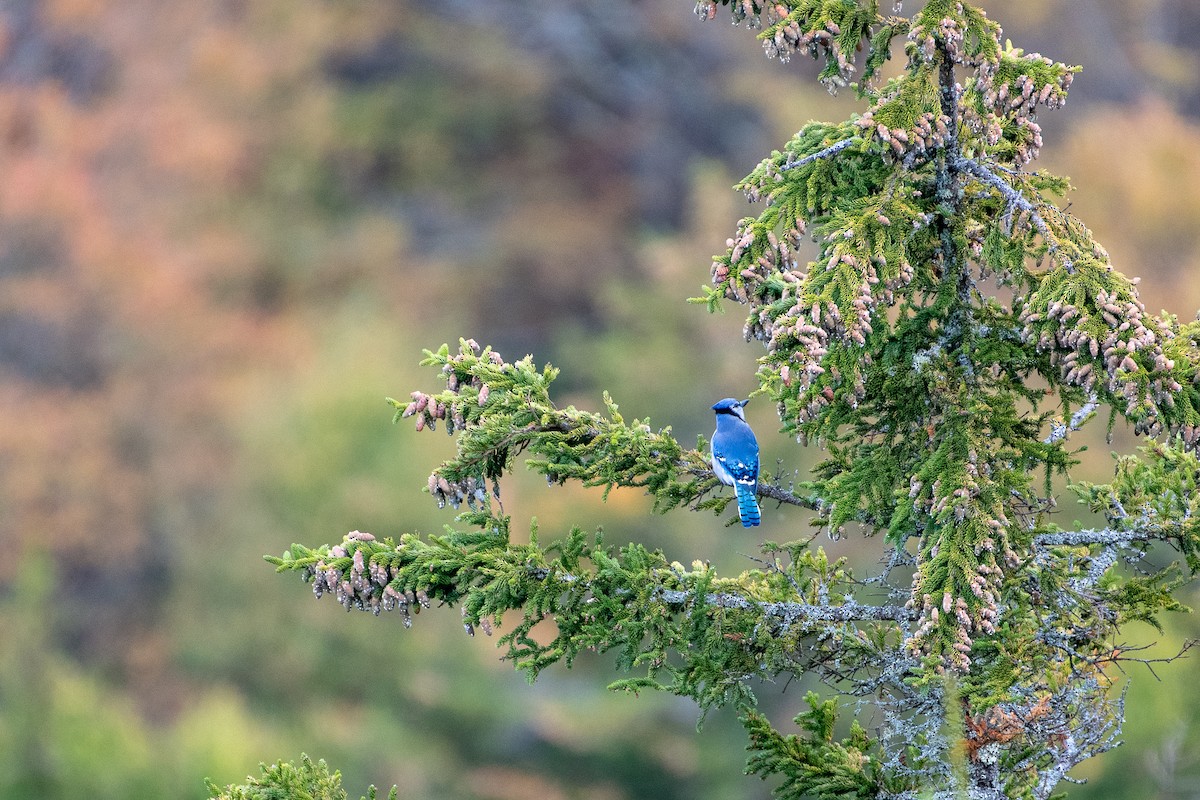 Blue Jay - Richard Littauer