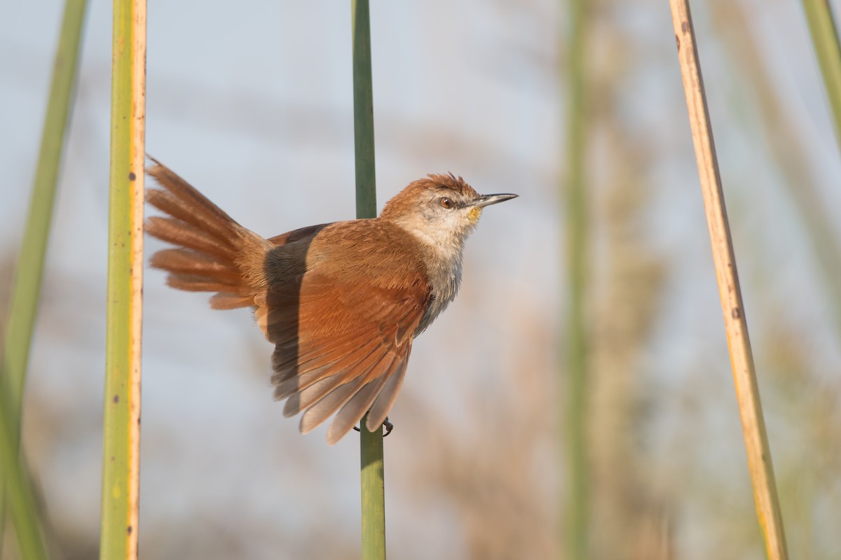 Yellow-chinned Spinetail - ML179698411
