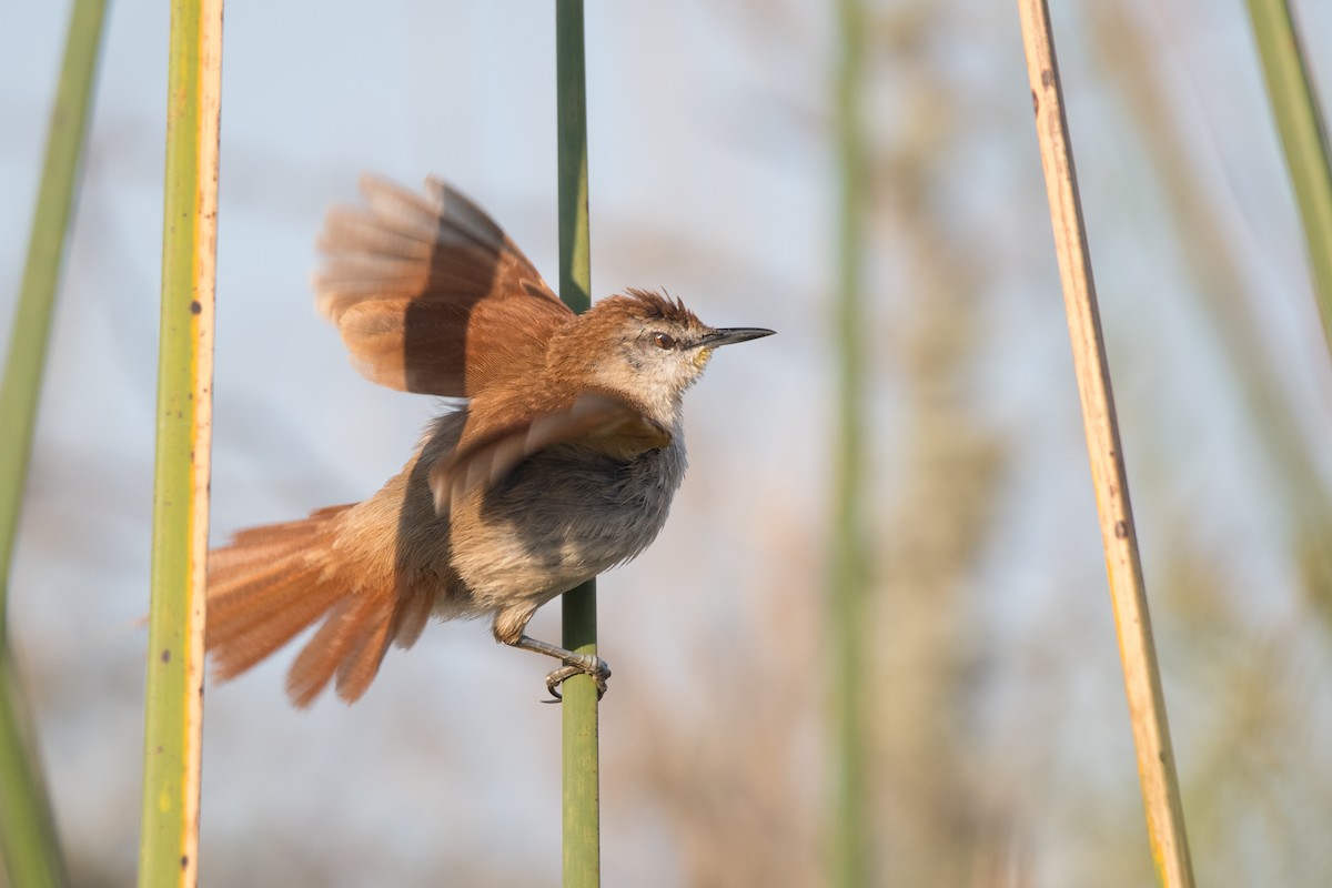 Yellow-chinned Spinetail - ML179698421