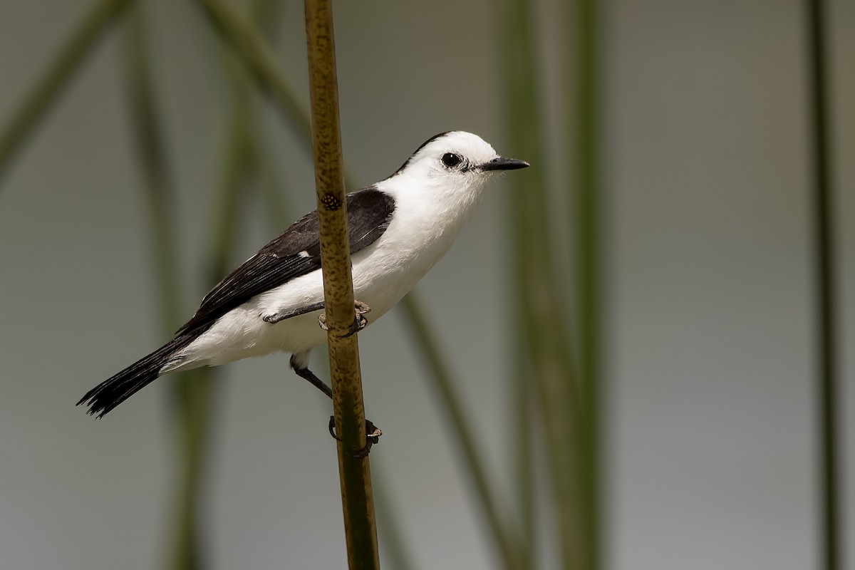 Black-backed Water-Tyrant - ML179698741