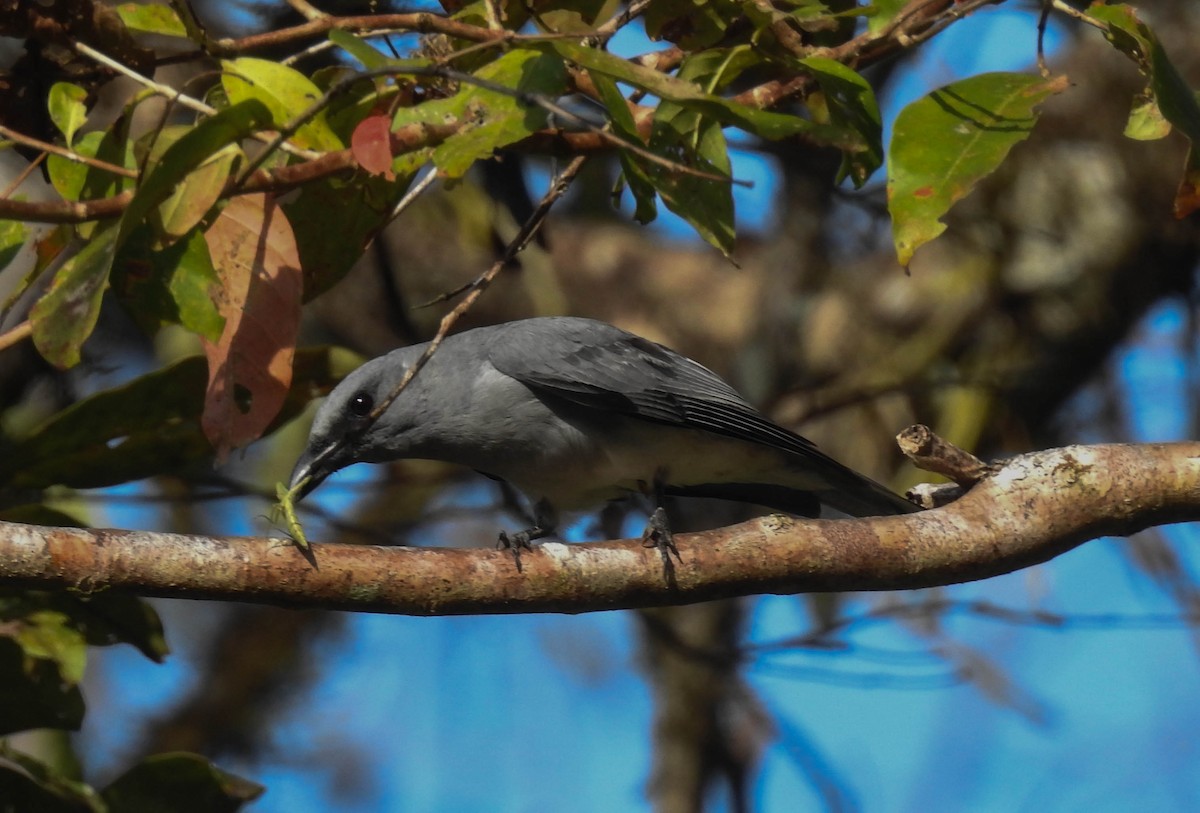 Large Cuckooshrike - ML179698781