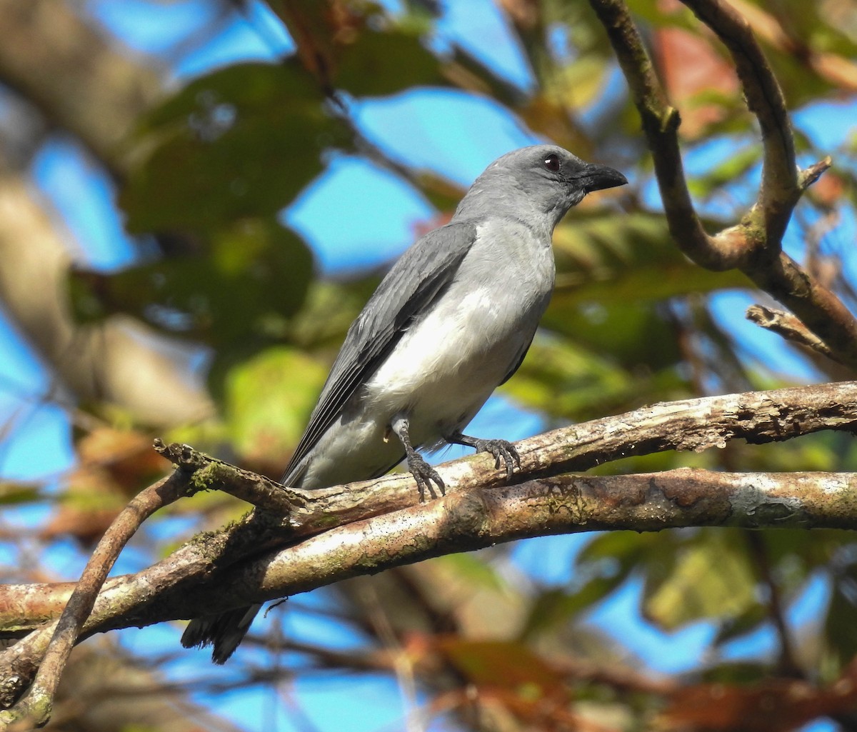 Large Cuckooshrike - ML179698871