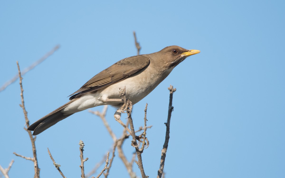 Creamy-bellied Thrush - Pablo Re