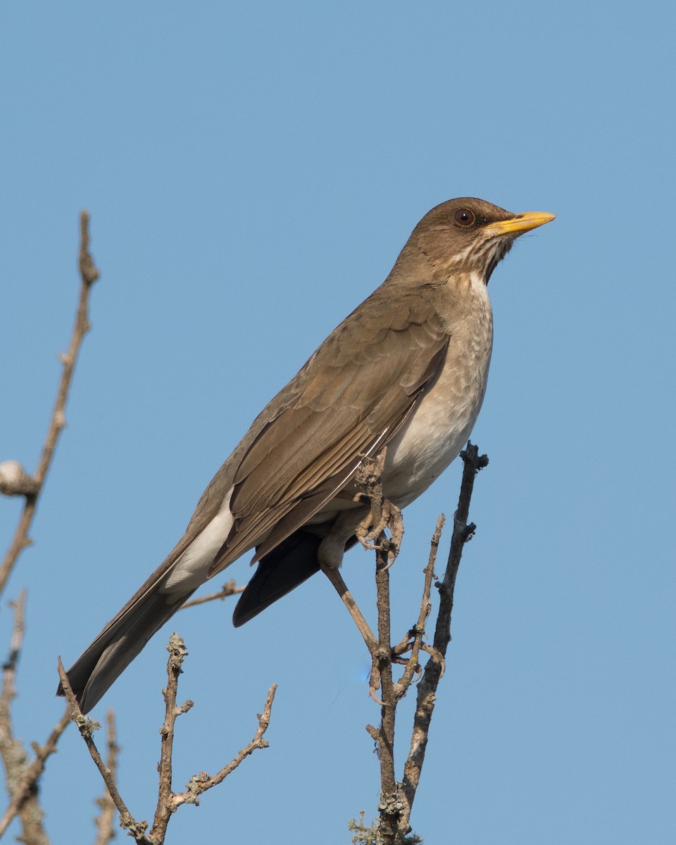 Creamy-bellied Thrush - Pablo Re