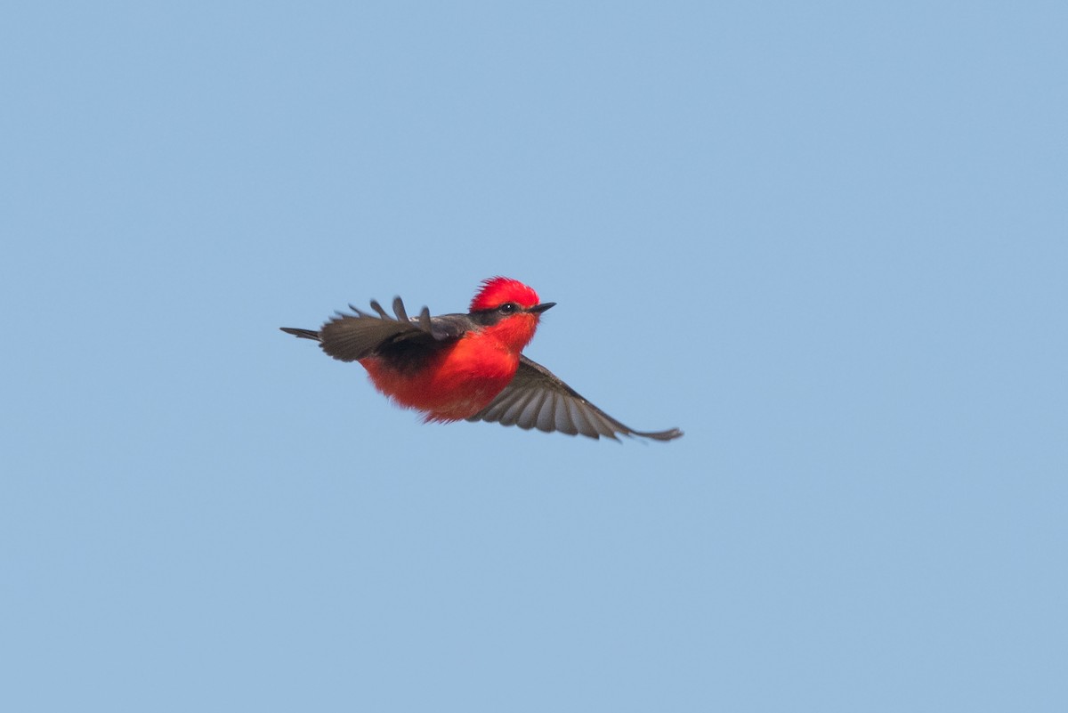 Vermilion Flycatcher - Pablo Re