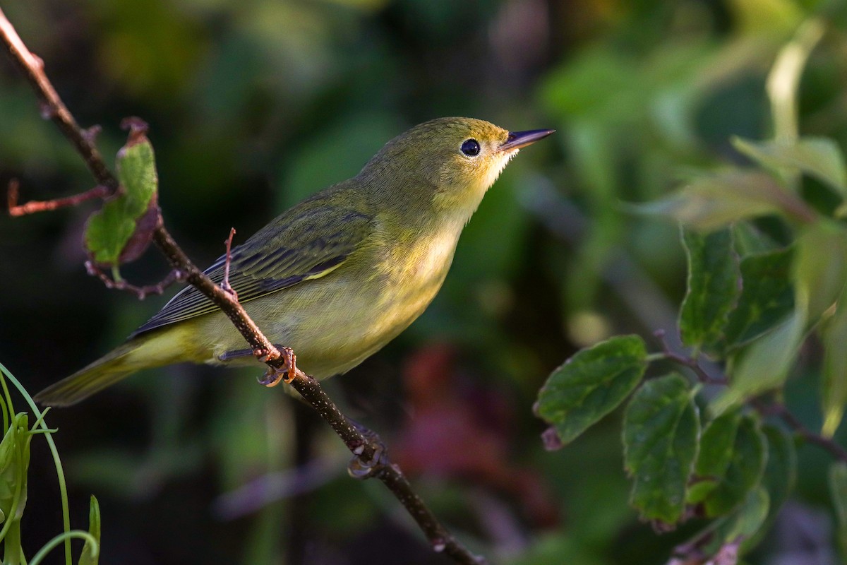 Northern Yellow Warbler - Martina Nordstrand