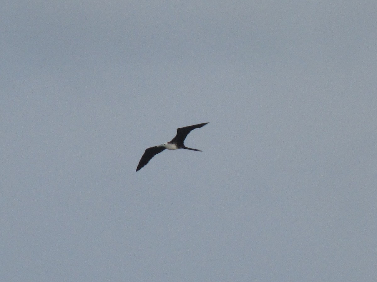 Magnificent Frigatebird - ML179700041