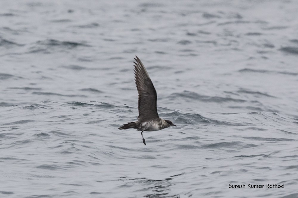 Long-tailed Jaeger - ML179700091