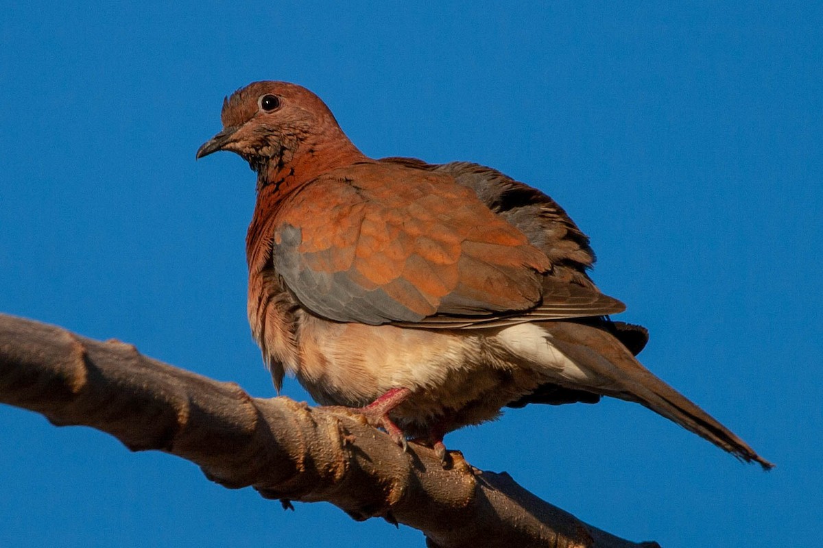 Laughing Dove - ML179701881