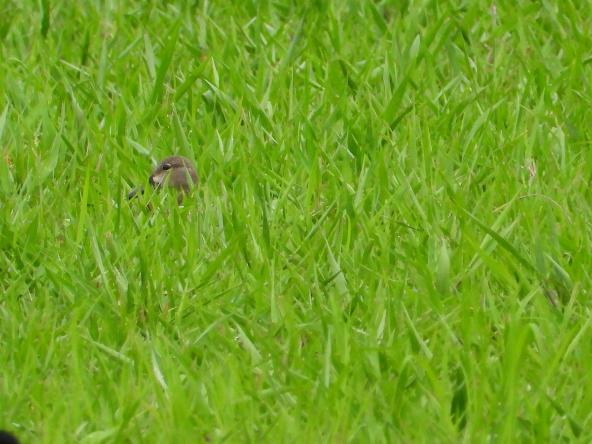 Blue-winged Teal - ML179702041