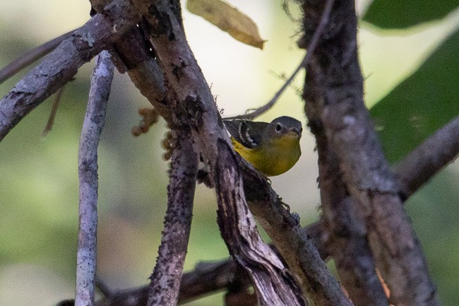 Magnolia Warbler - ML179702201