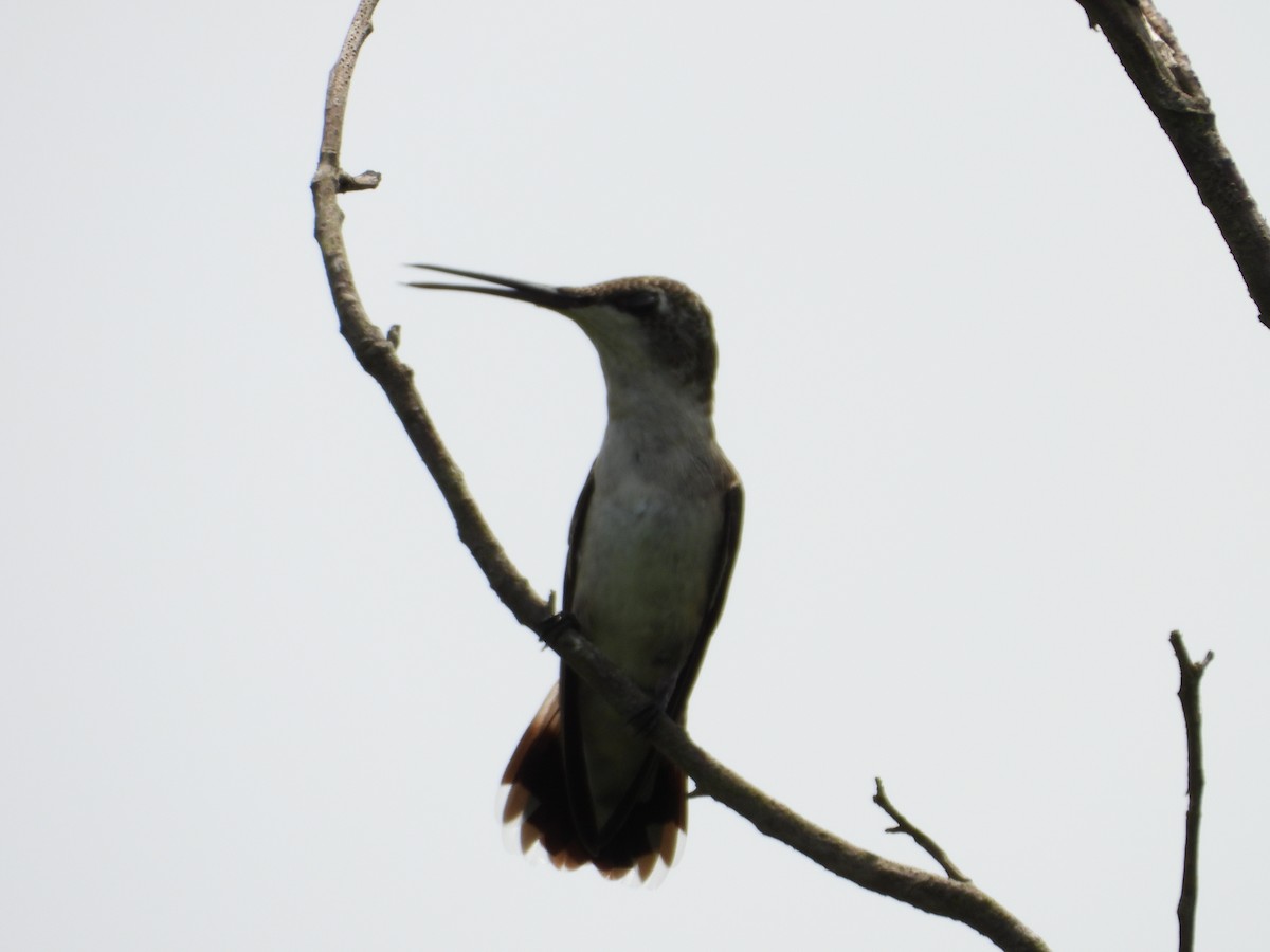 Ruby-throated Hummingbird - ML179702281