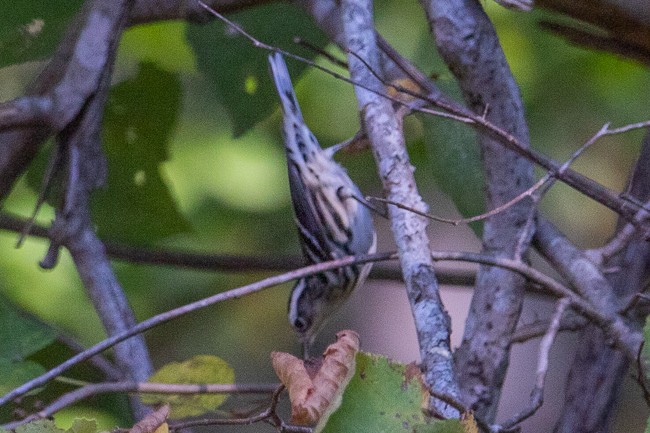 Black-and-white Warbler - ML179702301