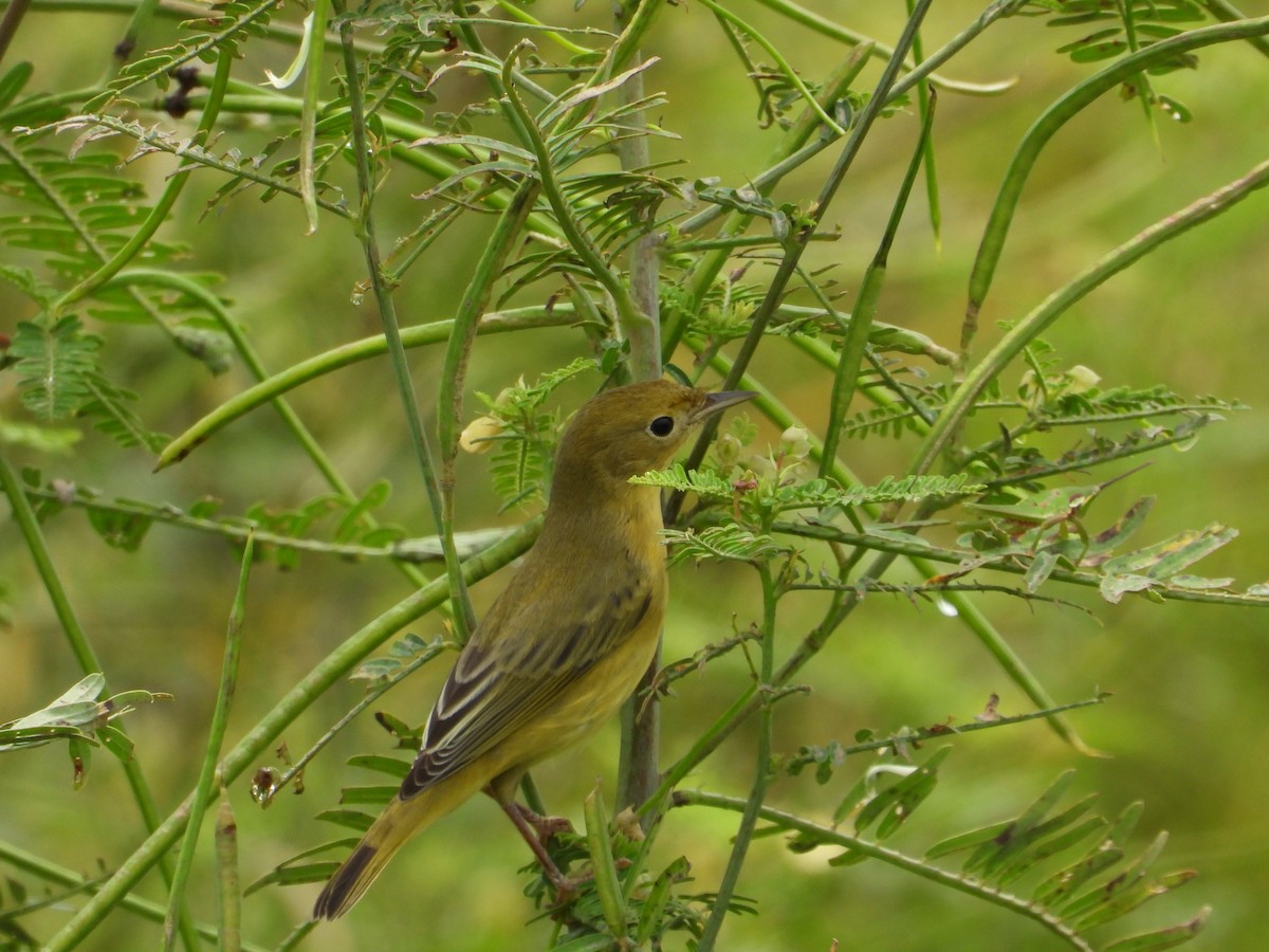 tanımsız Aves sp. - ML179703271