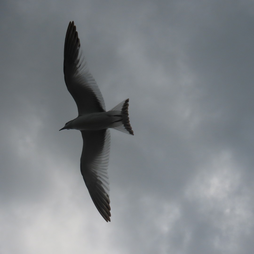 Sabine's Gull - Suanne Pyle