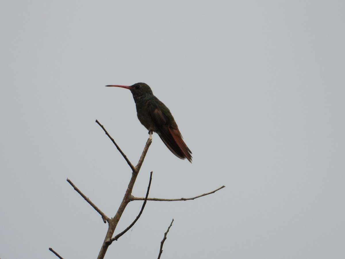 kolibřík yukatanský - ML179703961