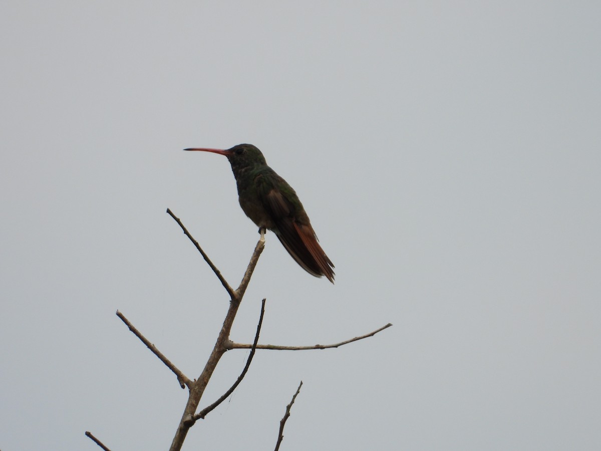 Buff-bellied Hummingbird - Adrianh Martinez-Orozco