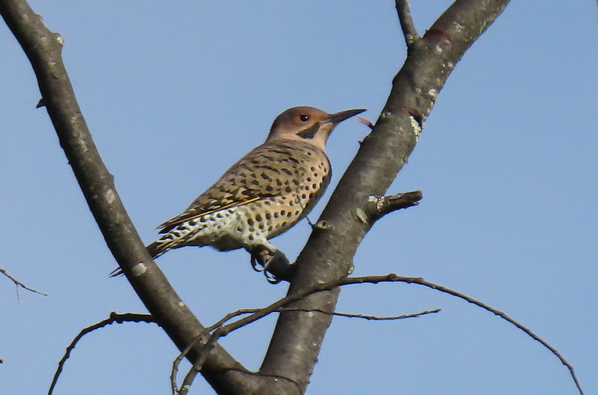 Northern Flicker - Barbara Mansell