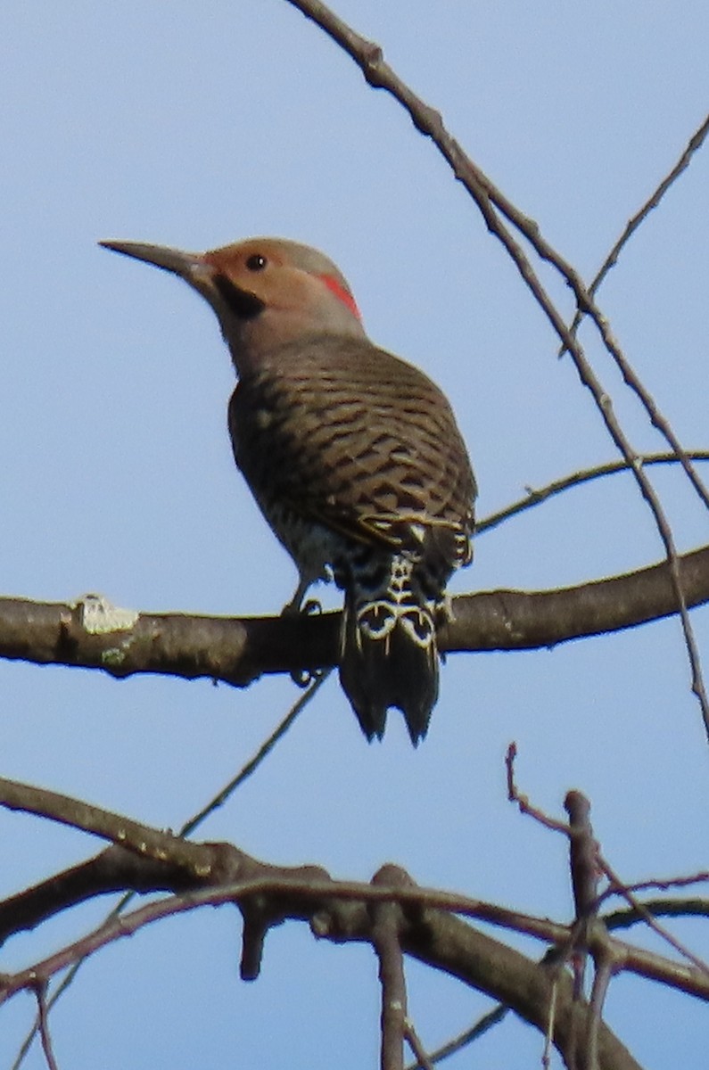 Northern Flicker - Barbara Mansell