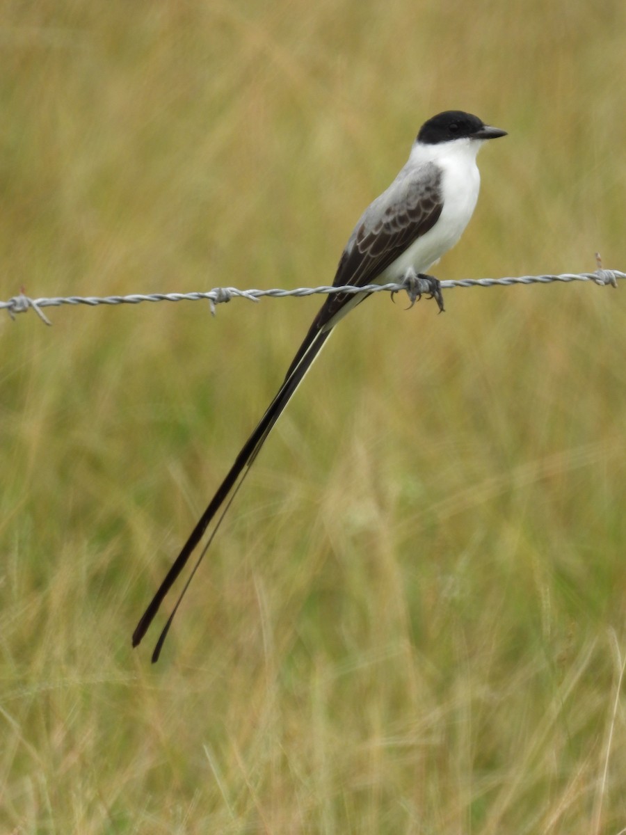 Fork-tailed Flycatcher - ML179704071