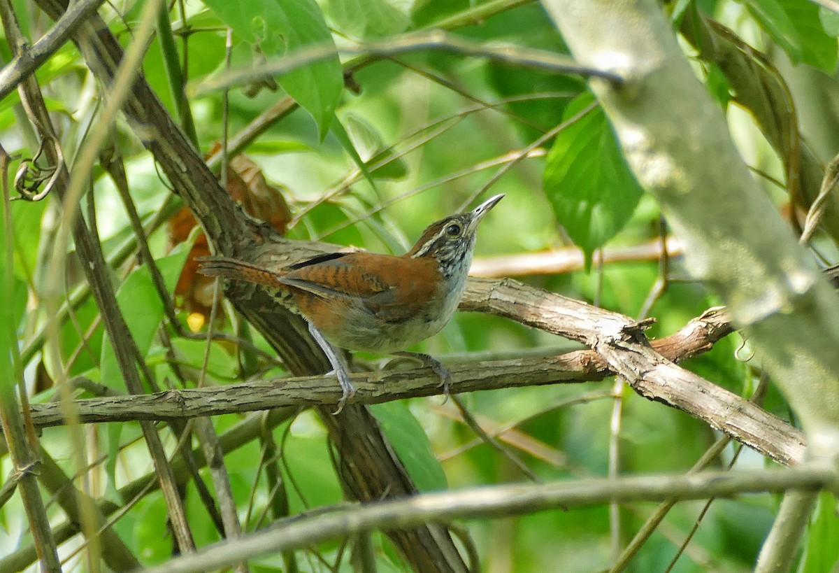 Rufous-and-white Wren - ML179704101