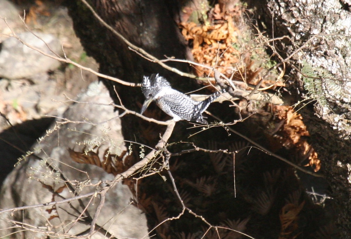 Crested Kingfisher - ML179705001