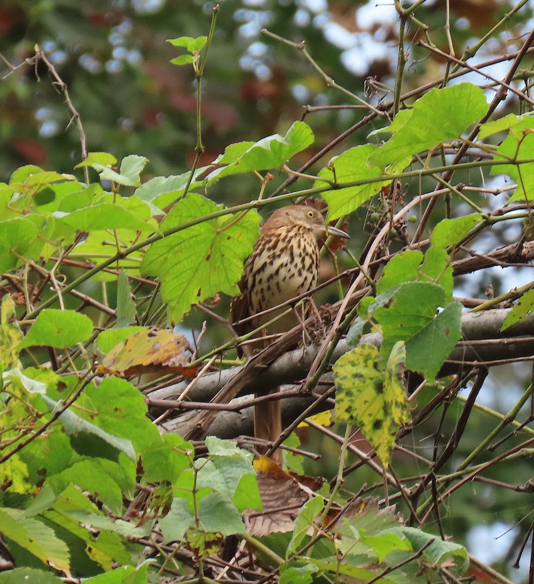 Brown Thrasher - ML179705031
