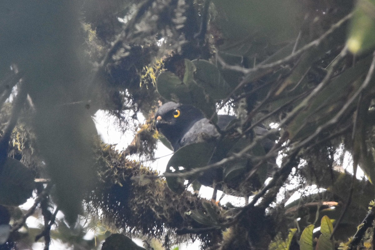 White-rumped Hawk - ML179705601