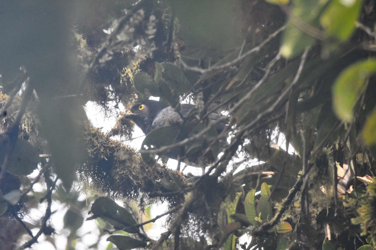 White-rumped Hawk - ML179705721