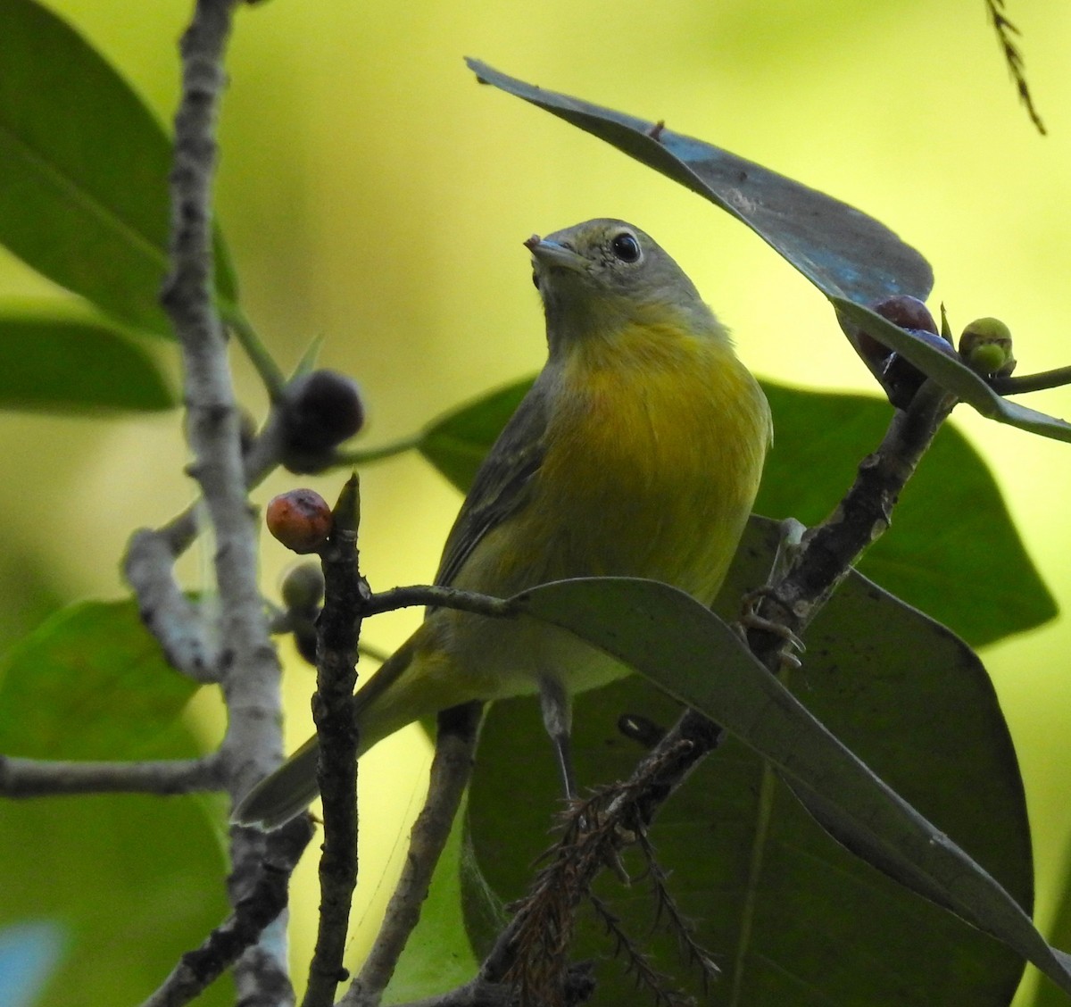 Nashville Warbler - ML179707681