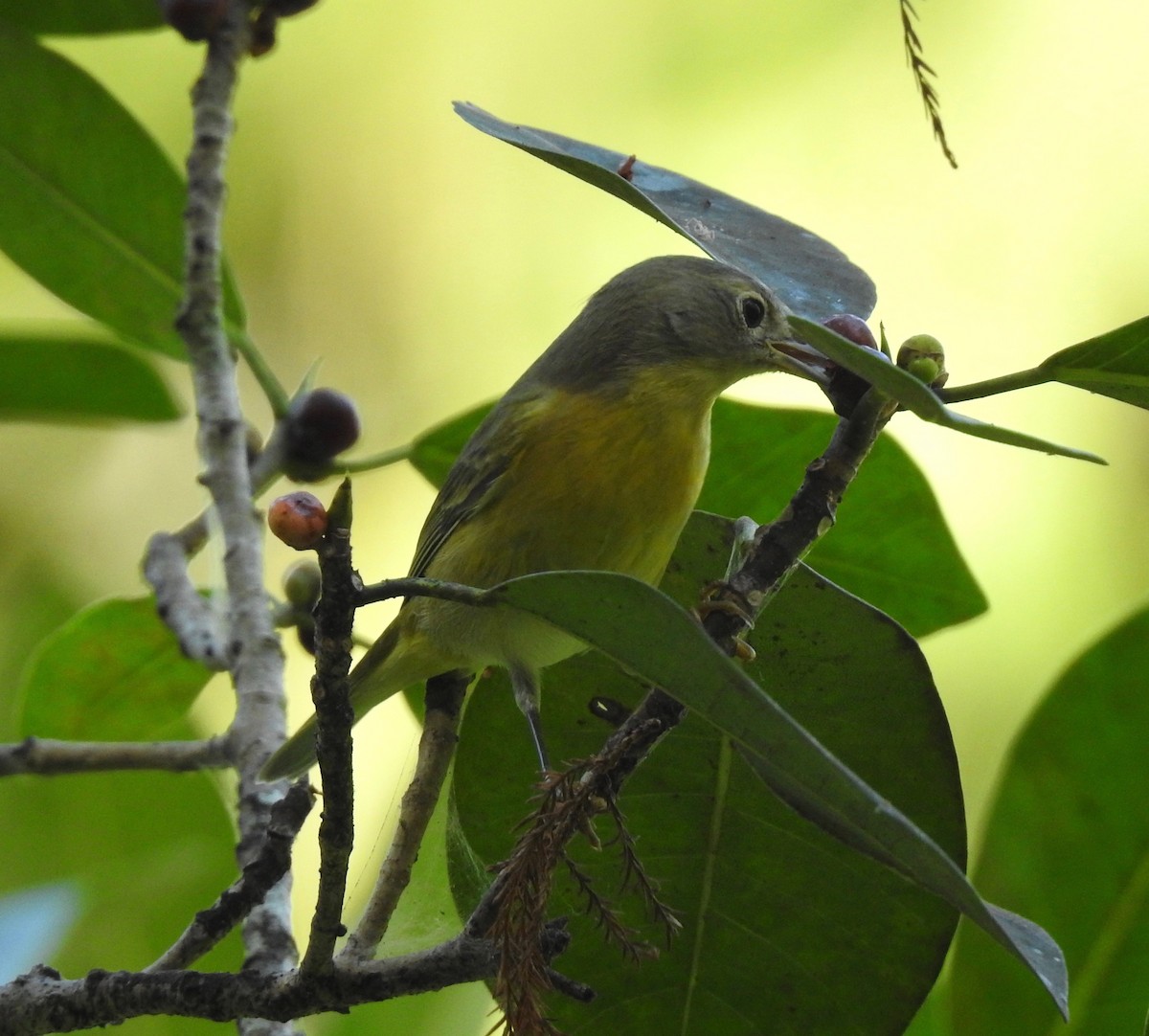 Nashville Warbler - ML179707691