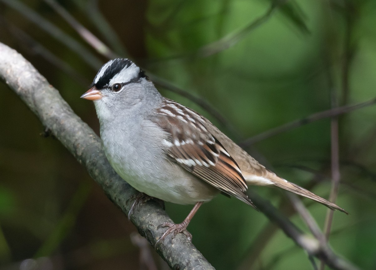 White-crowned/White-throated Sparrow - ML179707891