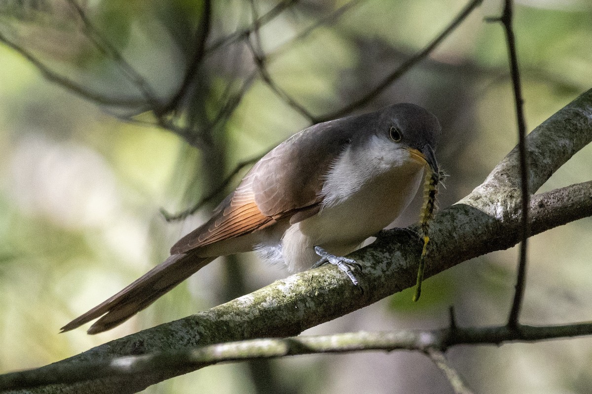 Yellow-billed Cuckoo - ML179708051