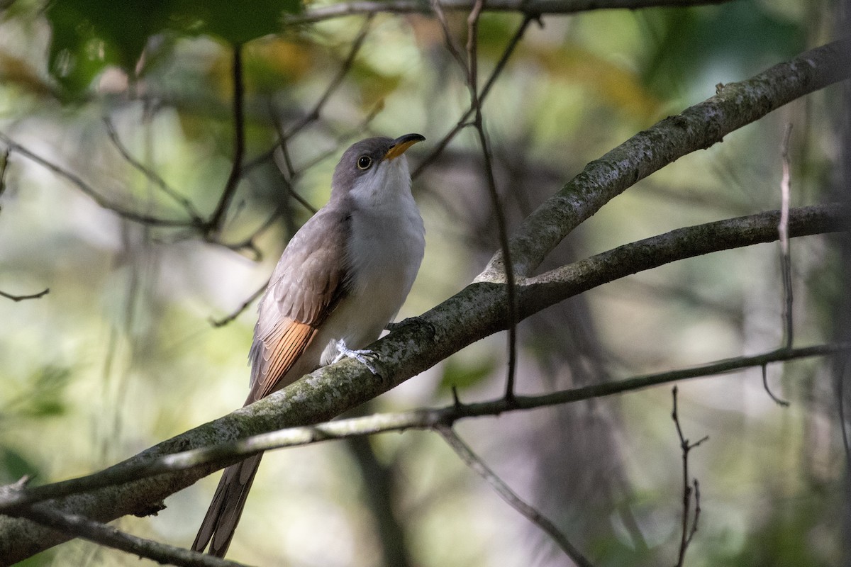 Yellow-billed Cuckoo - ML179708071