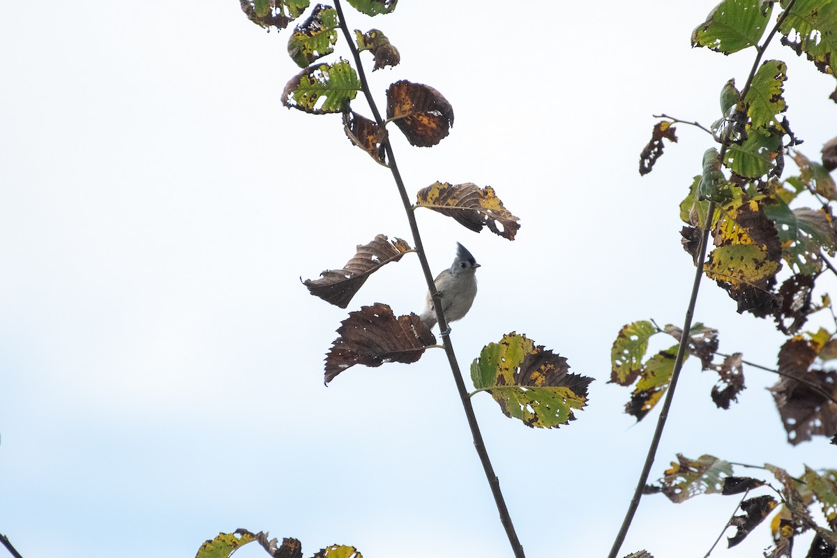 Tufted Titmouse - ML179708651