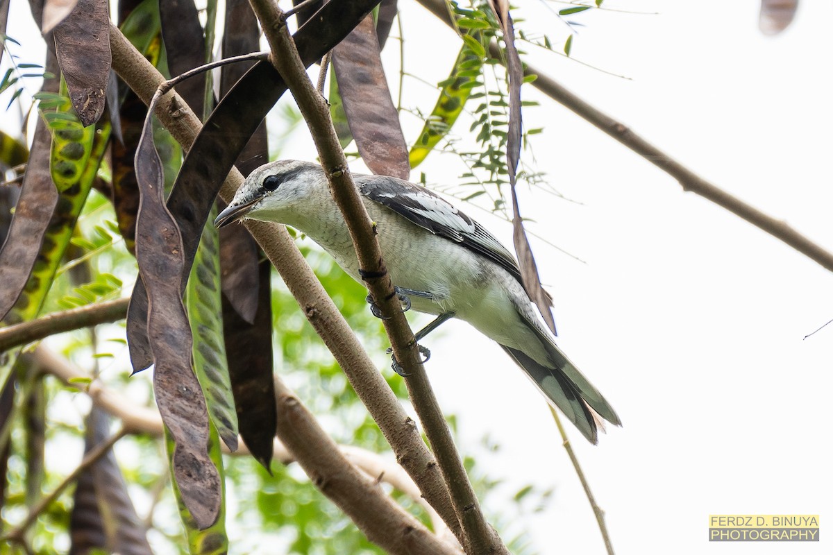 Pied Triller - ML179710101
