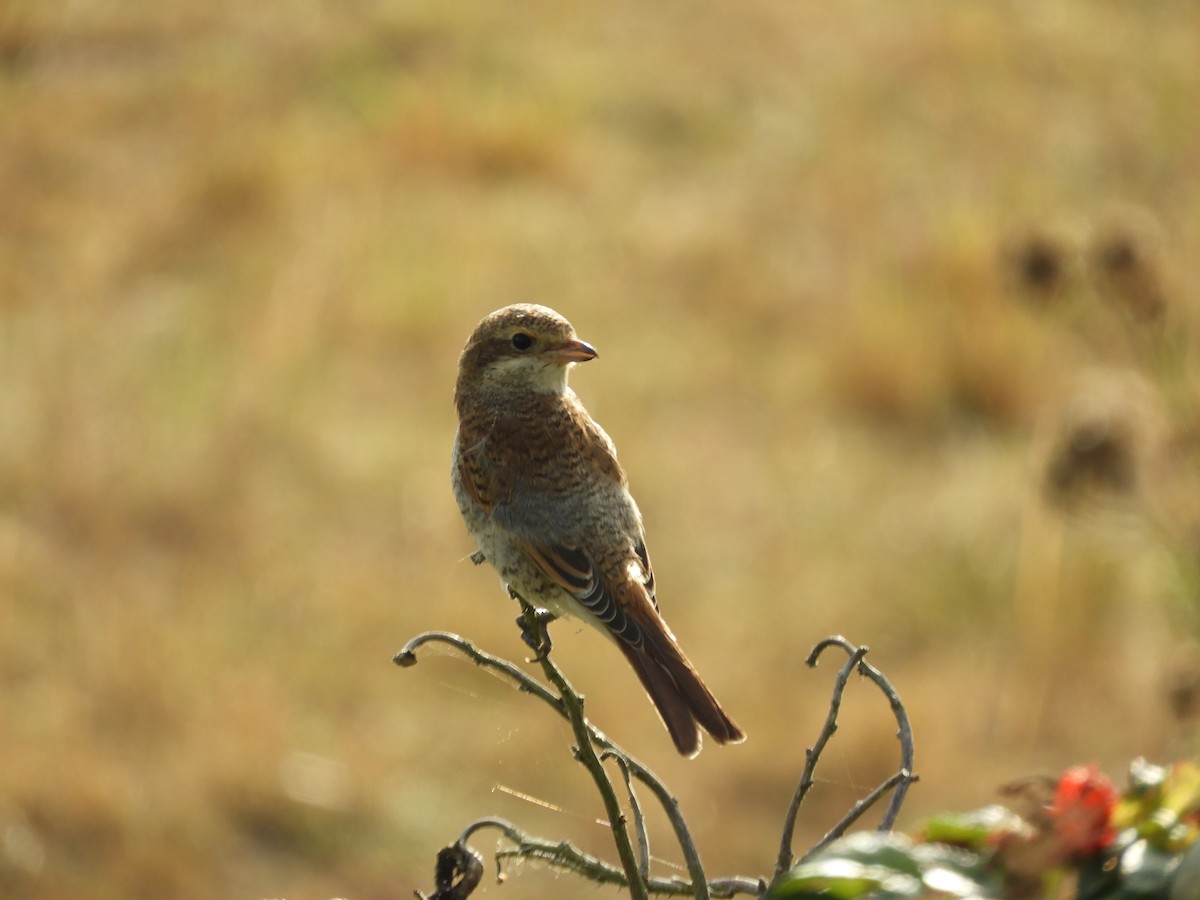 Red-backed Shrike - ML179711351