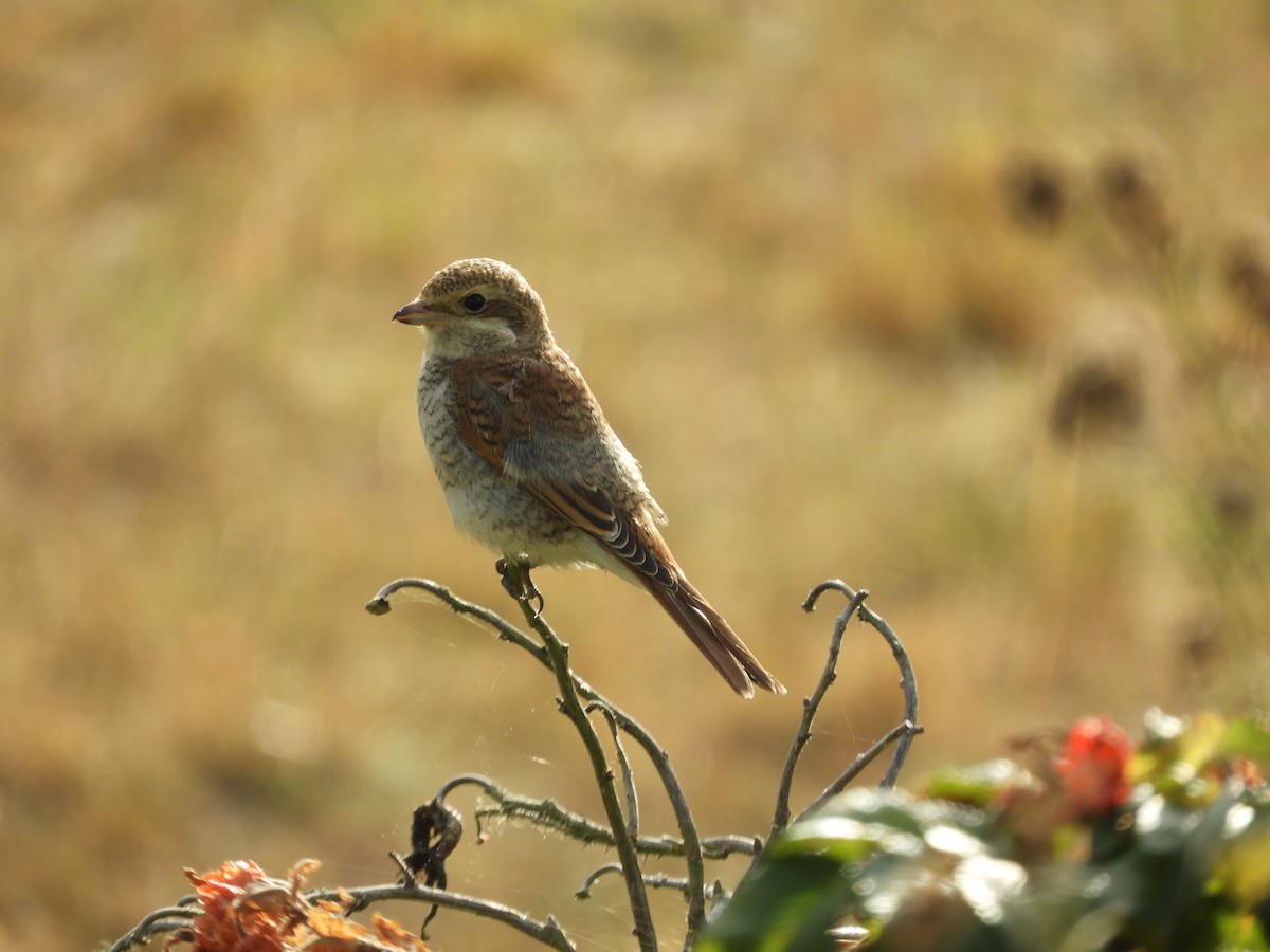 Red-backed Shrike - ML179711401